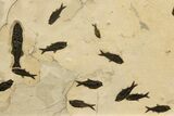 Stunning Natural Green River Fossil Fish Mural - Wyoming #327747-4